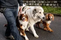 Charly S Dogs Education et Comportement Canin