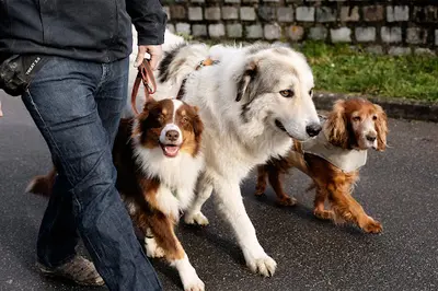 Charly S Dogs Education et Comportement Canin