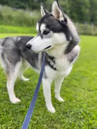 Village Canin des 4 Pattes