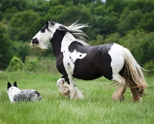 Cahône Cobs - Élevage de Chevaux Irish Cob