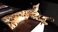 Chatterie Titan Bengal