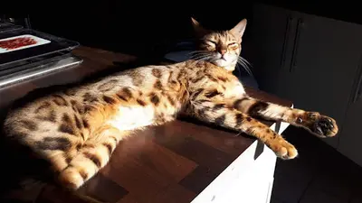 Chatterie Titan Bengal