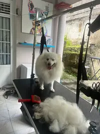 Kayamigos