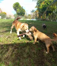 Madinpet -remise en Forme et Pension Canine