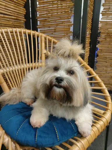 Mouss Dog Isabelle