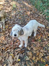 Drzazga Philippe Drzazga Natural Ariège Éducateur Comportementaliste Canin