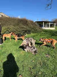 Woof Académie - Éducateur Comportementaliste Canin