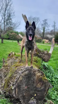 Trybalka (éducation et Loisirs Canins)