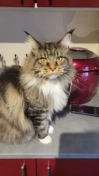 Chatterie Family Coon S