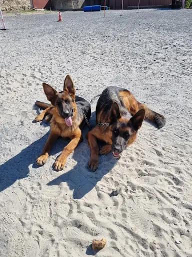 School Dog 60 / Centre Canin /oise/ Tous Chiens / Cours Chiots
