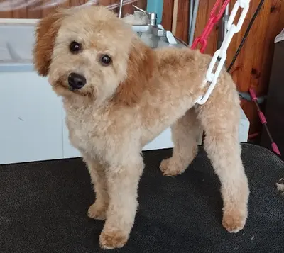 Beauty Dog S