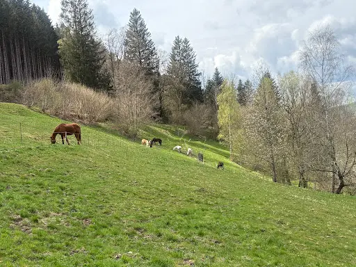 Ferme Équestre des Ponsez