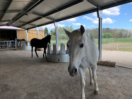 Caballo Real Ibérique