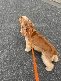 Dog Model