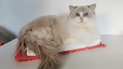 Chatterie des Ramidolls : Élevage de Chat Ragdoll en Île de France
