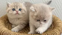 British Élevage Chat/avec Plaisir