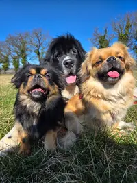 Les Petites Truffes de Dalye