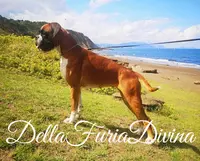 Elevage Della Furia Divina