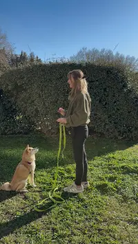 Alterdog&trainer - Alexia Oudin Éducateur Comportementaliste Canin