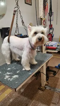 Dany Dog