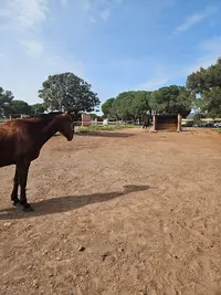 Haras de l'Espinette