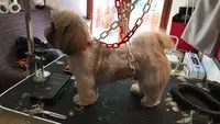 Maeva Toilettage