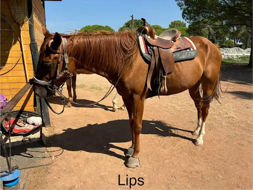 My Little Western Pony
