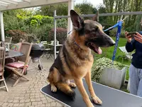 Médor et Marine - Toilettage Grands Chiens et Chats À Domicile