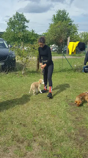 Club Canin de Freneuse
