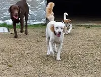 Esthéti Chien/vacances