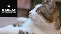 Refuge Asclaf (association de Sauvegarde des Chats Libres et Abandonnés de Fresnes)