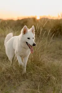 La Vallée du Lilas Blanc - Elevage de Berger Blanc Suisse