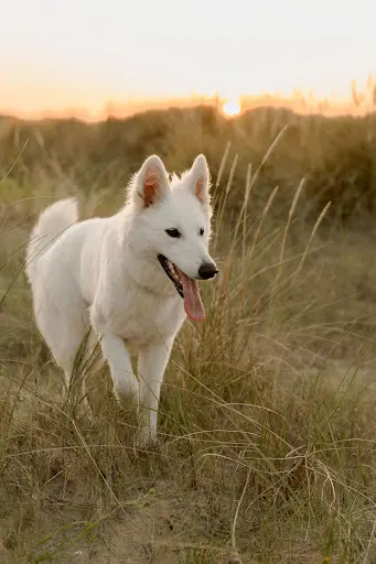 La Vallée du Lilas Blanc - Elevage de Berger Blanc Suisse