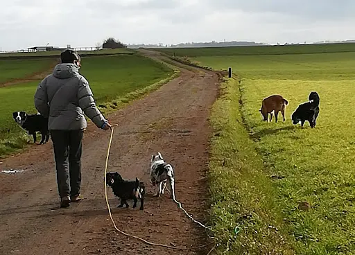 Le Chien Libre