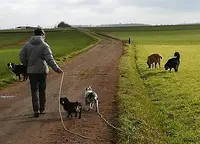 Le Chien Libre