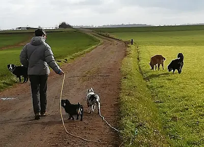Le Chien Libre