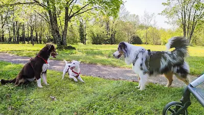 Dico Dog - Educatrice et Consultante en Comportement Canin