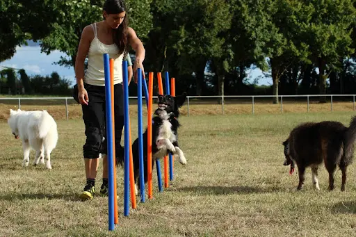 O.b.canine