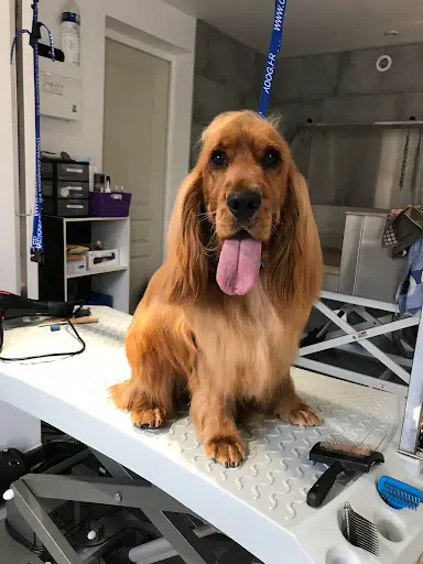 Laly Grooming