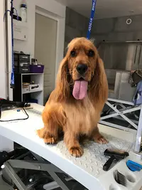 Laly Grooming