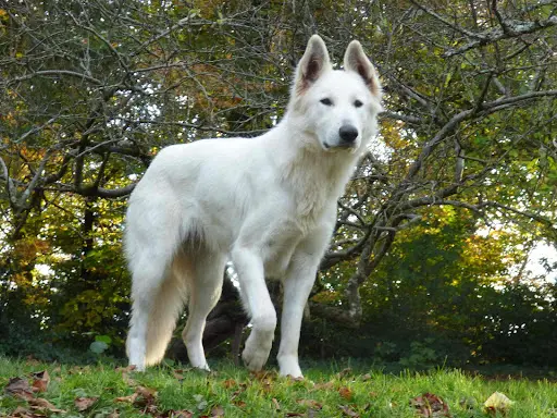 La Vallée des Bergers Blancs : Élevage et Vente de Chiots Berger Blanc Suisse (limousin)