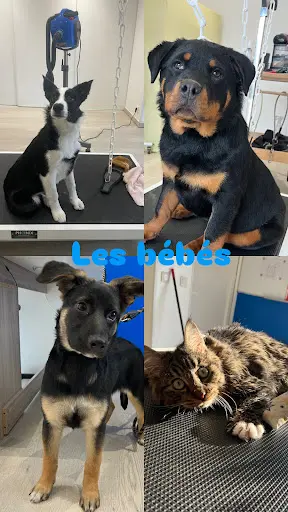 Sam Mousse les Poilus