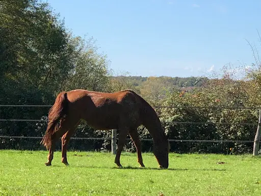 Résidence Equine du Domaine du Verseau