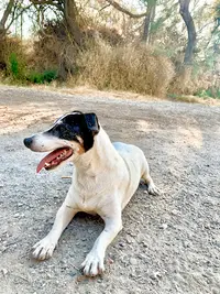 Educ Canin