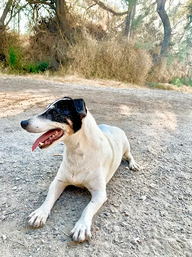 Educ Canin