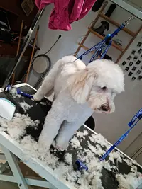 l'Ami Canin