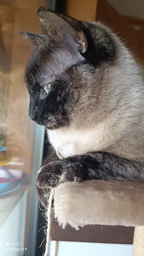 Au Chat Perché