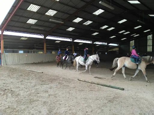 Cerf - Centre d'Équitation Rural du Frontonnais (elevage et Ecuries Propriétaires)