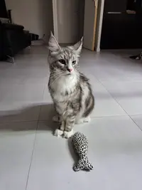 Chat Va Bien