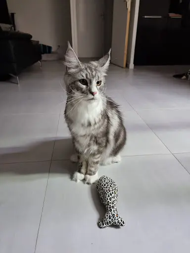 Chat Va Bien